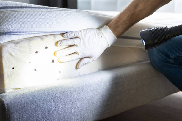 Best Mosquito Control Services  in Massapequa Park, NY
