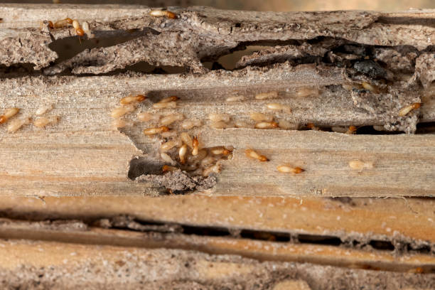 Wildlife Control Services in Massapequa Park, NY